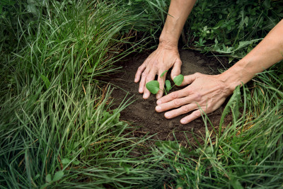 Hände schaffen neues Leben beim Pflanzen eines Baumes