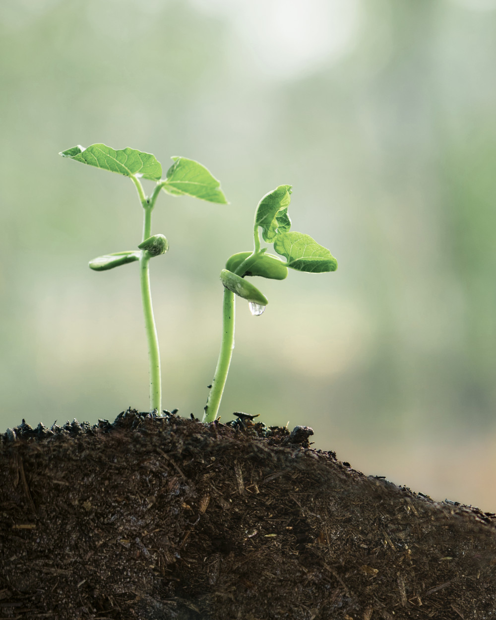 Knochen liefern der Erde wertvolle Nährstoffe