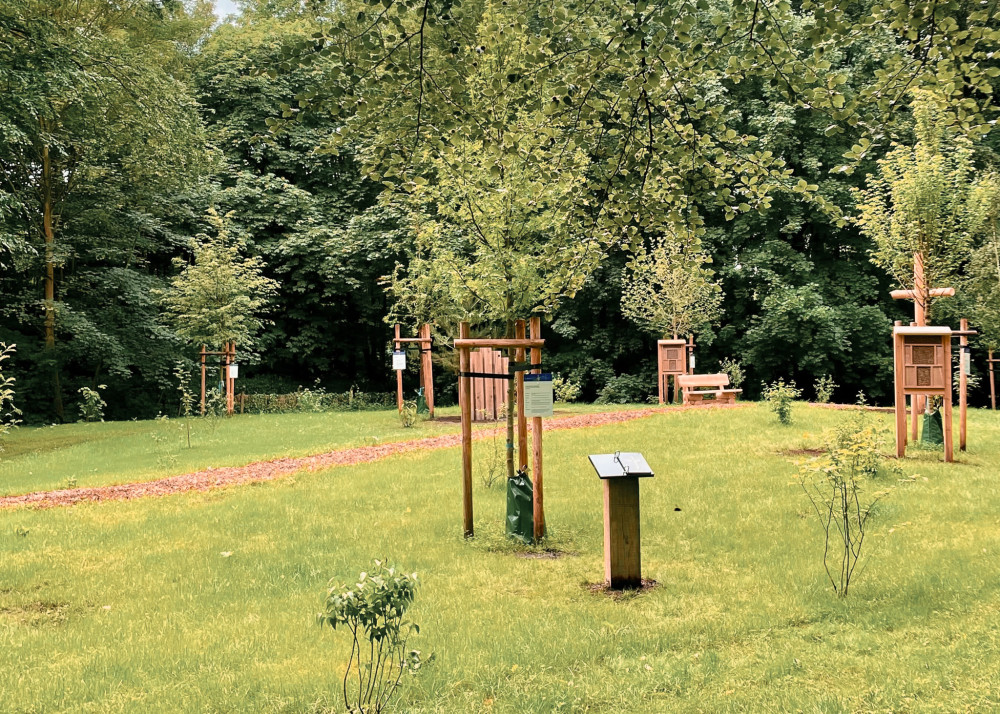 Lichtung Bestattungswald Elmshorn